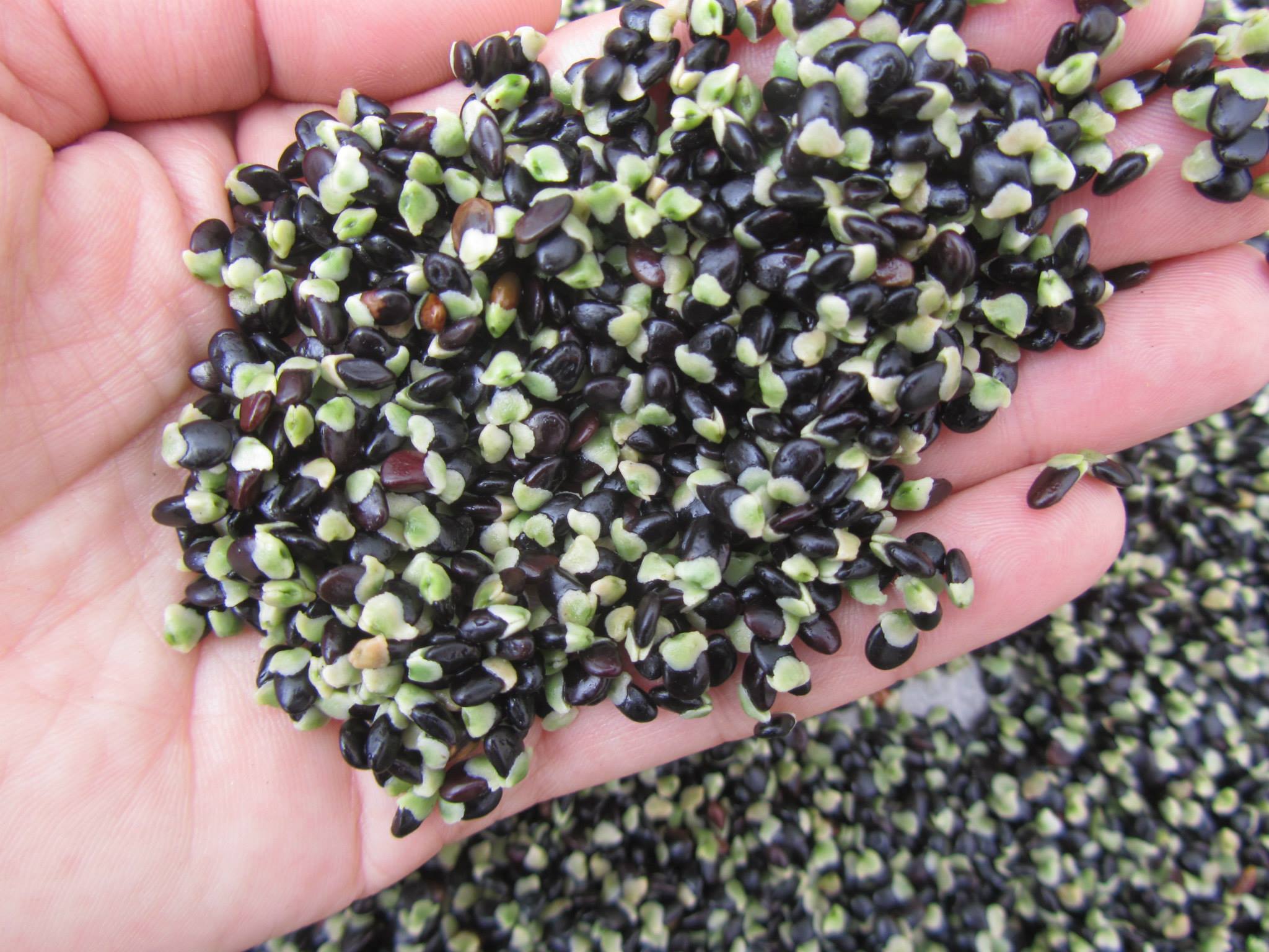 Tagasaste seed (bulk) - Image 6