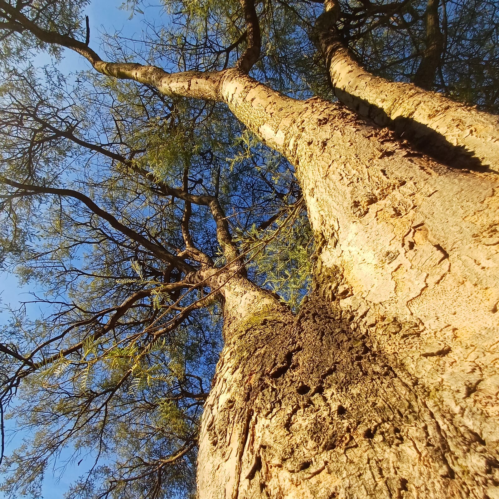 Paperbark Acacia Kits - Image 5