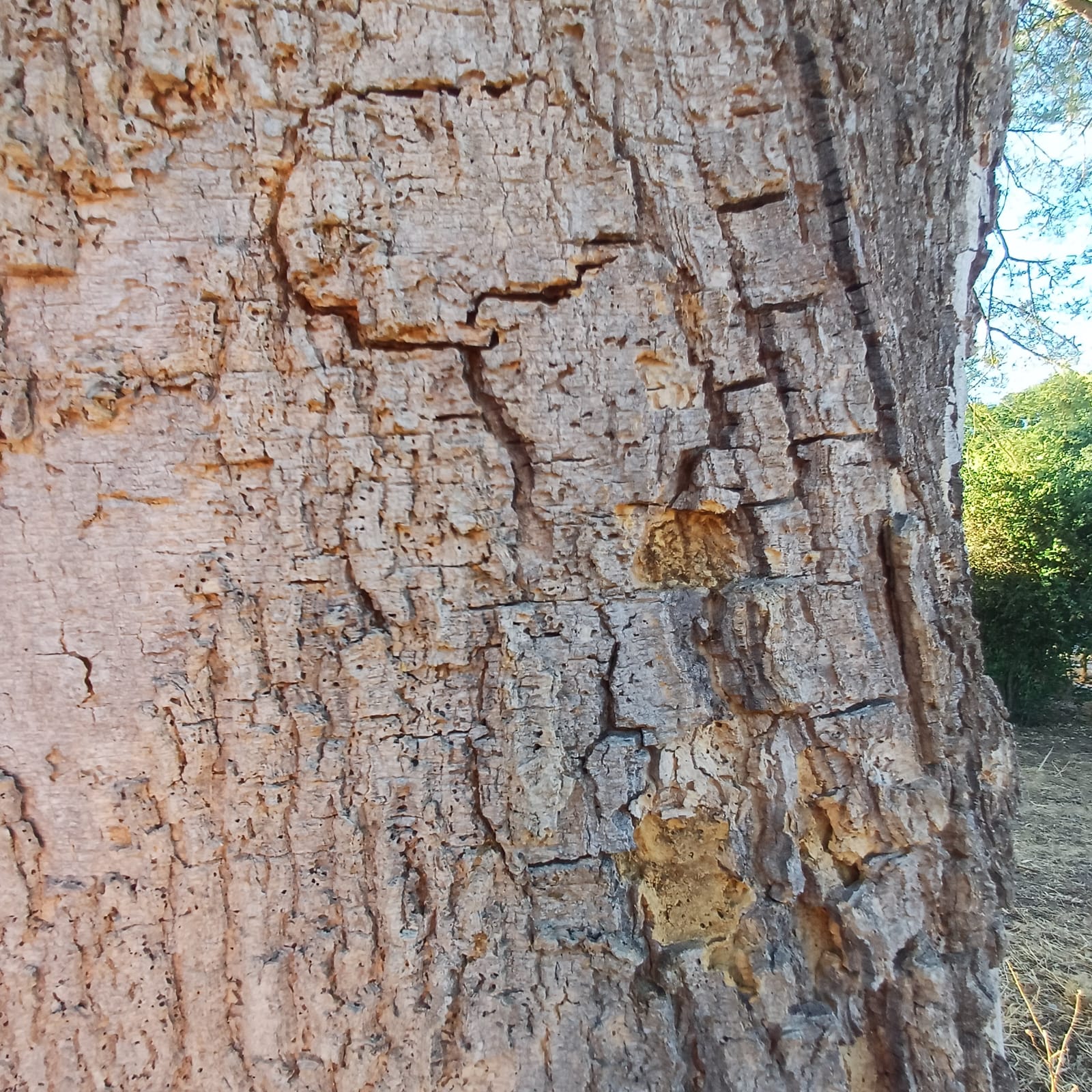Paperbark Acacia Kits - Image 6