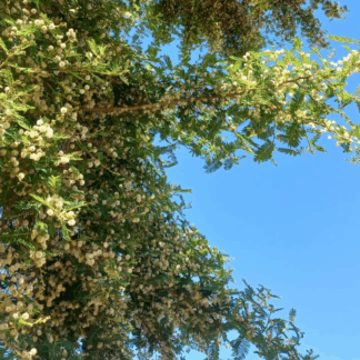 Paperbark Acacia Kits