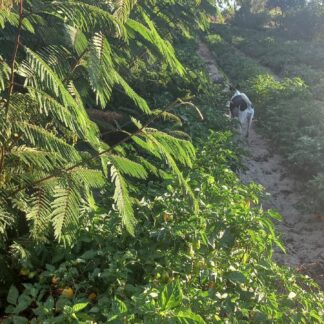 Leucaena 'Pink Globe' Kits